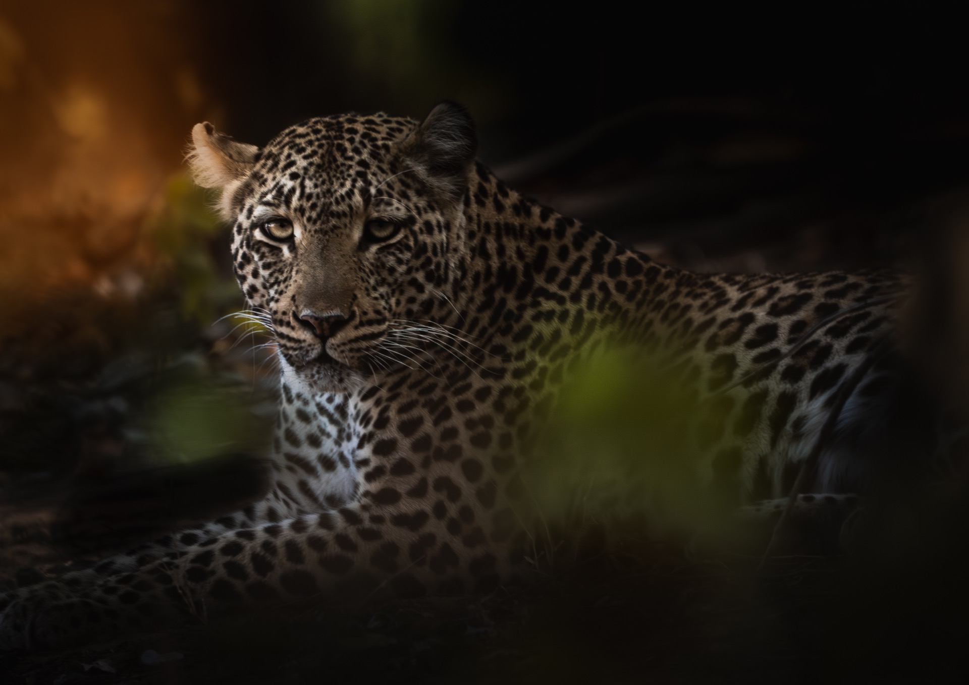 A leopard at rest in the northern Kruger