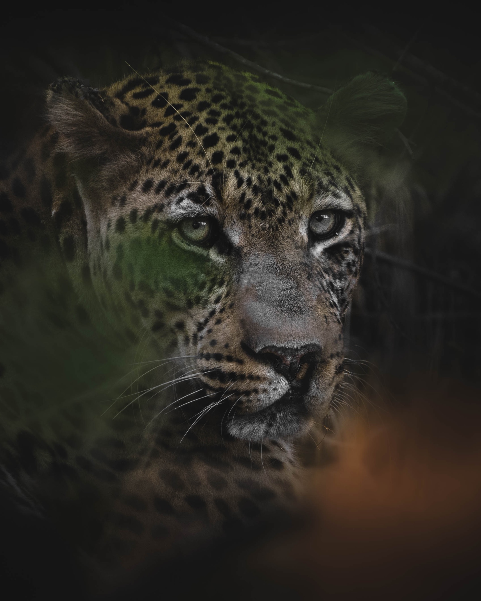 Leopard in the green bush