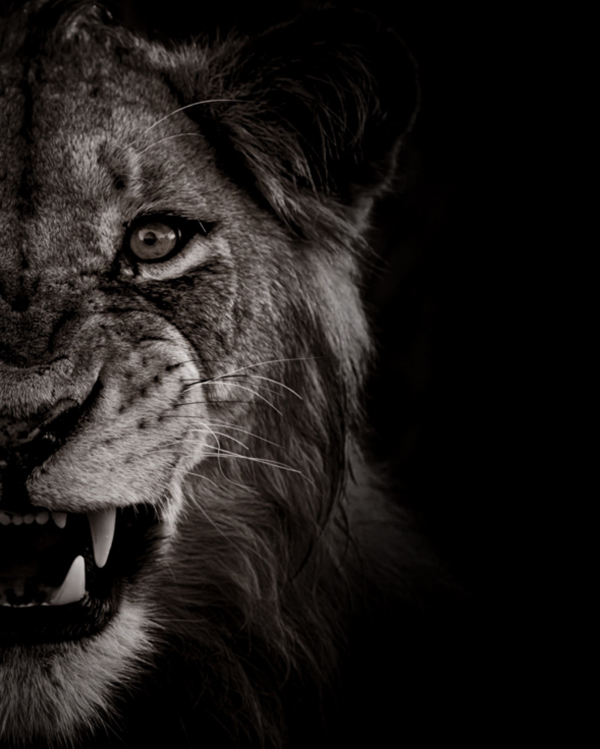 Lion, close up